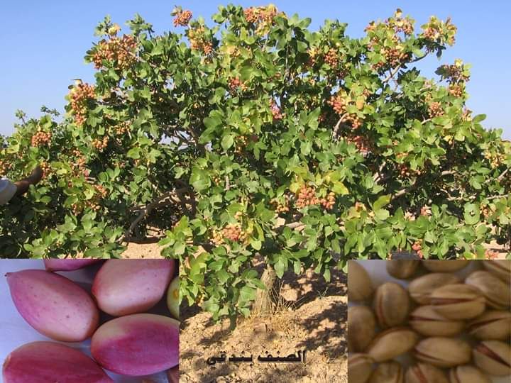 الفستق الحلبي