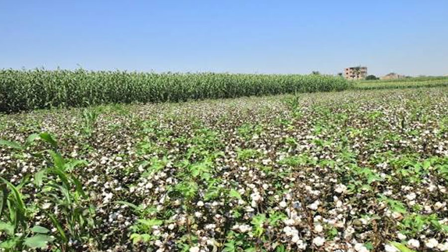الرقة زرعت 13700 هكتار من القطن