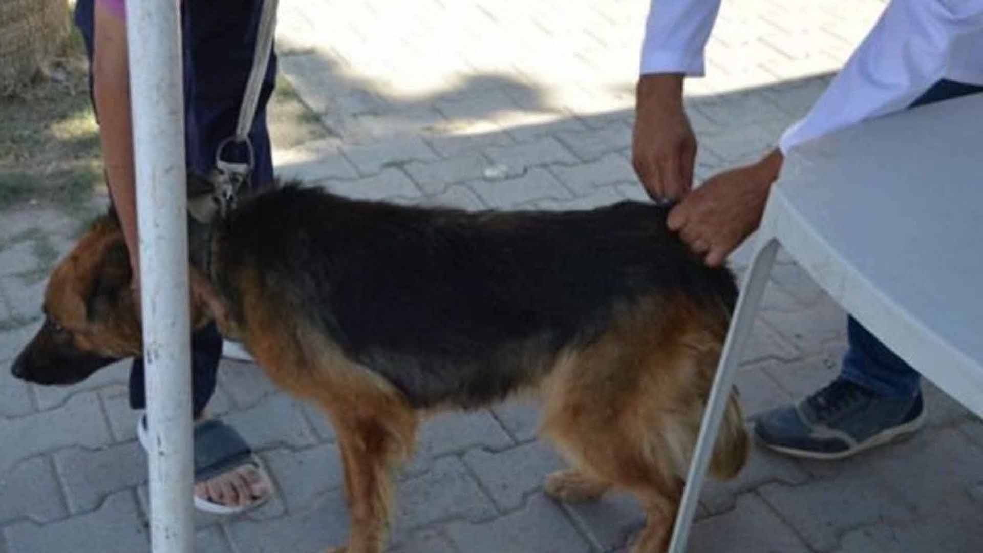 “الصحة” تعتمد استراتيجية جديدة للقضاء على داء الكلب